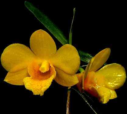 Dendrobium hancockii